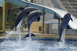 MarineLand Antibes