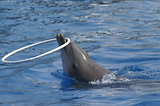 MarineLand Antibes
