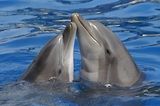 MarineLand Antibes