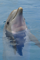 MarineLand Antibes