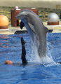 MarineLand Antibes