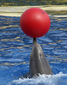 MarineLand Antibes