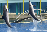 MarineLand Antibes
