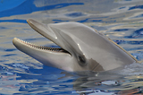 MarineLand Antibes