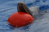 MarineLand Antibes