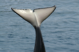 MarineLand Antibes
