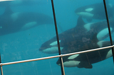 MarineLand Antibes