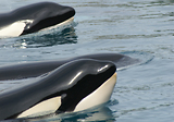 MarineLand Antibes