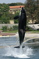 MarineLand Antibes
