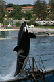 MarineLand Antibes