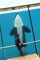 MarineLand Antibes