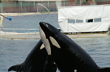 MarineLand Antibes