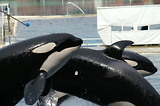 MarineLand Antibes
