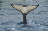 MarineLand Antibes