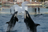 MarineLand Antibes