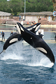 MarineLand Antibes