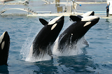 MarineLand Antibes