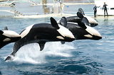 MarineLand Antibes