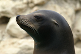 MarineLand Antibes