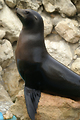 MarineLand Antibes