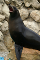 MarineLand Antibes