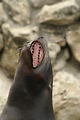 MarineLand Antibes