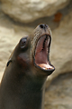 MarineLand Antibes