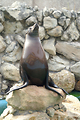 MarineLand Antibes