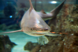 MarineLand Antibes