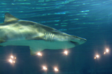 MarineLand Antibes