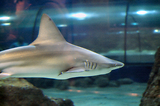MarineLand Antibes