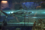 MarineLand Antibes