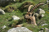 Bouquetins dans la Gordolasque