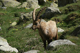 Bouquetins dans la Gordolasque