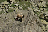 Bouquetins dans la Gordolasque
