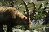 Bouquetins dans la Gordolasque