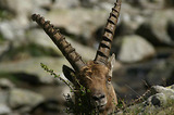 Bouquetins dans la Gordolasque