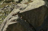 Bouquetins dans la Gordolasque