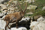 Bouquetins dans la Gordolasque