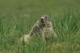 Marmottes