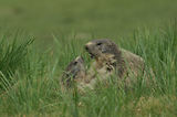 Marmottes