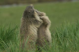 Marmottes