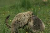 Marmottes