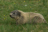 Marmottes