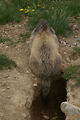 Marmottes