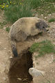 Marmottes