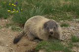 Marmottes
