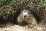 Marmottes