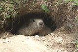 Marmottes