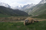 Marmottes
